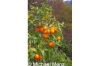Orangen 2011